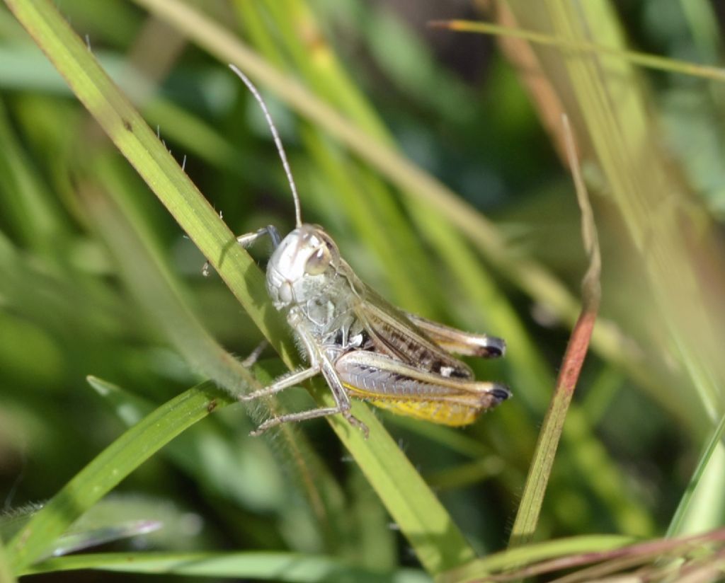 Cavalletta da identificare